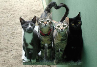 cats.jpg